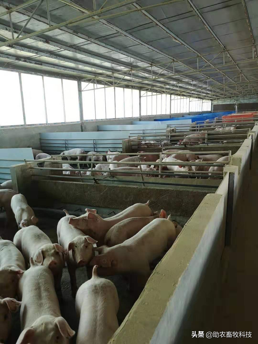 原创运用中草药防治非洲猪瘟有效吗？组方和有效防治措施分享