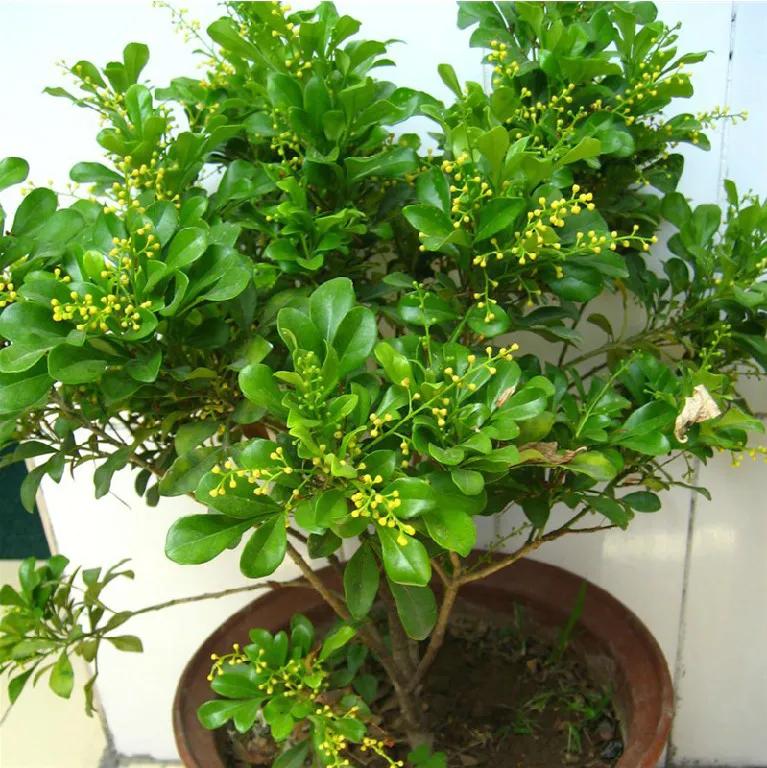 人养花花,人养花花养人哪些花养人