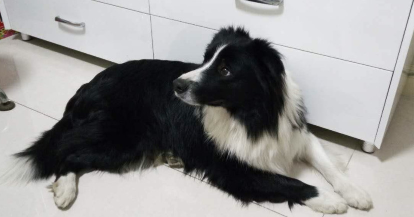 边牧属于禁养犬吗,边牧为啥不是禁养犬