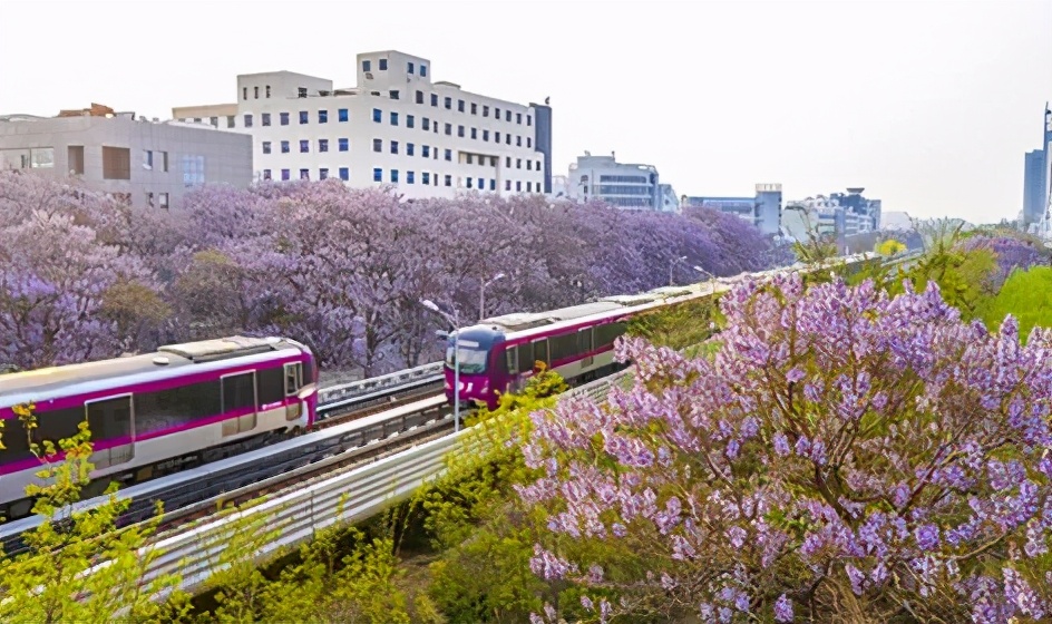北京有条网红“泡桐大道”,已然成为城市春景“名片”之一