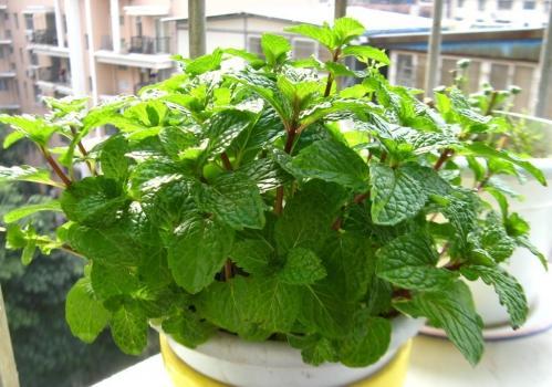 植物夏天蚊虫多怎样驱赶,夏天蚊虫最怕什么植物