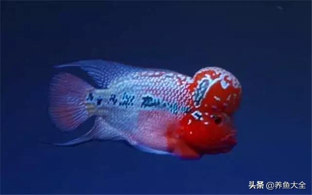 硝化细菌需要人为添加吗,鱼缸水浑浊要怎么添加硝化细菌