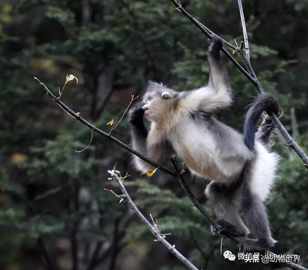 云南滇金丝猴主要栖息地为,中国濒临的动物金丝猴