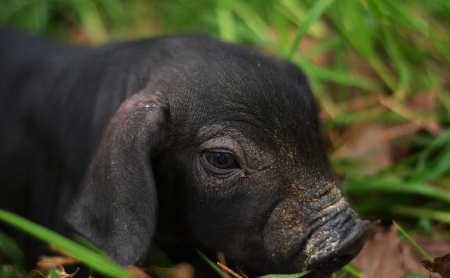 太湖猪一次产多少猪仔,为什么太湖母猪产的小猪不好卖