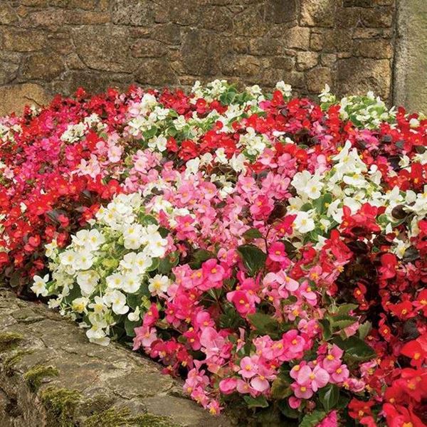 浼兼按娴佸勾椋庡崕缁濅唬鍒归偅鑺冲崕,浼兼按娴佸勾鑺姵棣ラ儊