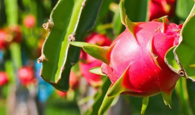 火龙果无公害高产栽培技术,火龙果怎么样发酵才能高产