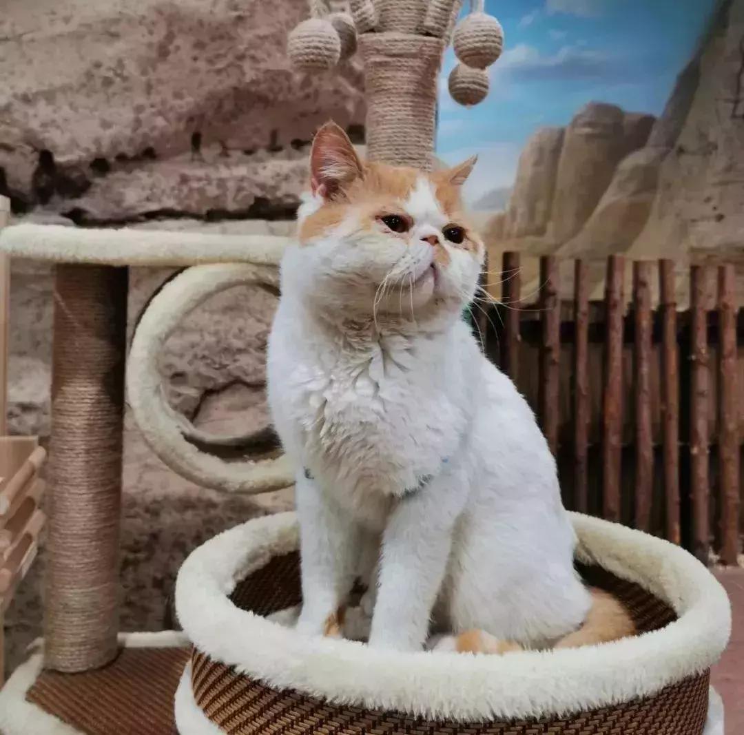 郑州奥林匹克公园萌宠乐园,郑州萌宠乐园长什么样子