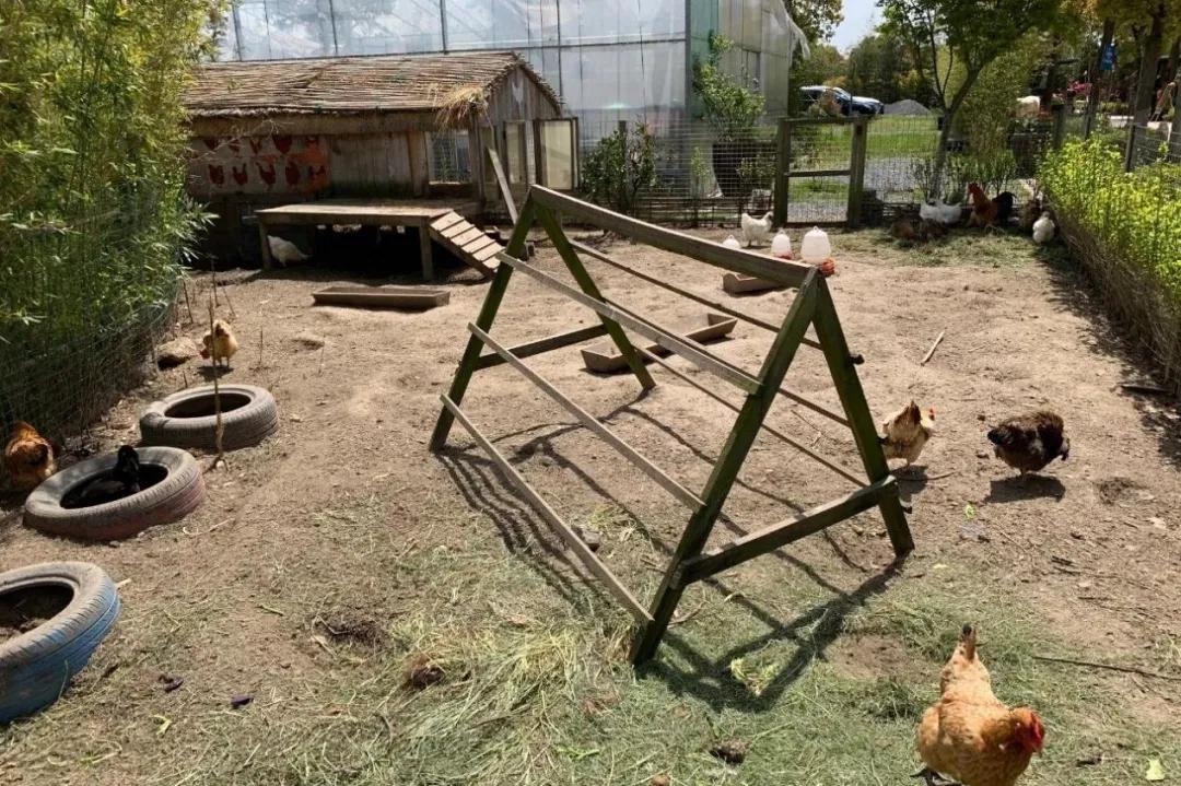 用低成本打造高颜值农场,广东夫妇超省钱