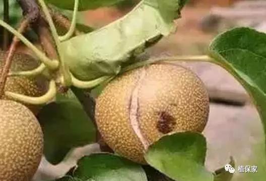 缺硼锌铁钙，这个方法一次补齐了