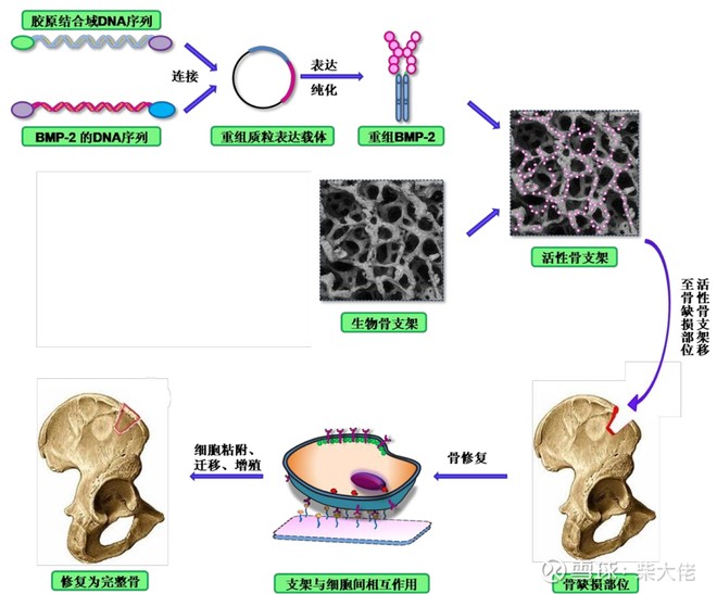 正海生物未来10倍潜力股,正海生物稀缺性