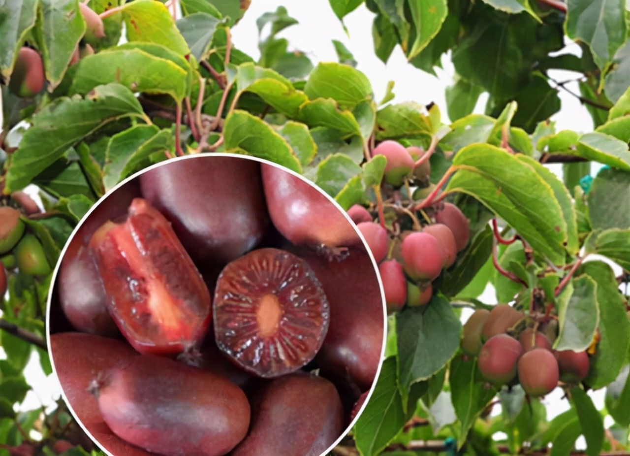 新品种速生软枣猕猴桃,果树软枣猕猴桃