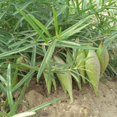 青龙街土瓜价格多少钱一斤,地梢瓜市场价格多少钱一斤