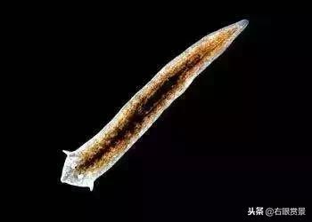 那些年让你防不胜防的草缸偷渡客