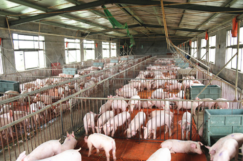 勇立潮头，创新开拓！南昌高新区工业十强企业——江西正邦科技股份有限公司