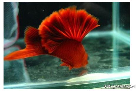 什么观赏鱼好看也好养视频,什么观赏鱼好看又皮实