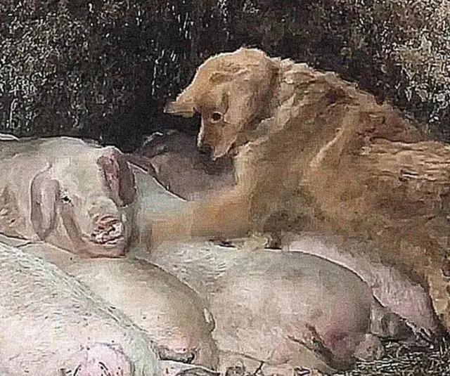 狗狗老是偷东西趴桌子,狗狗总是偷溜进房