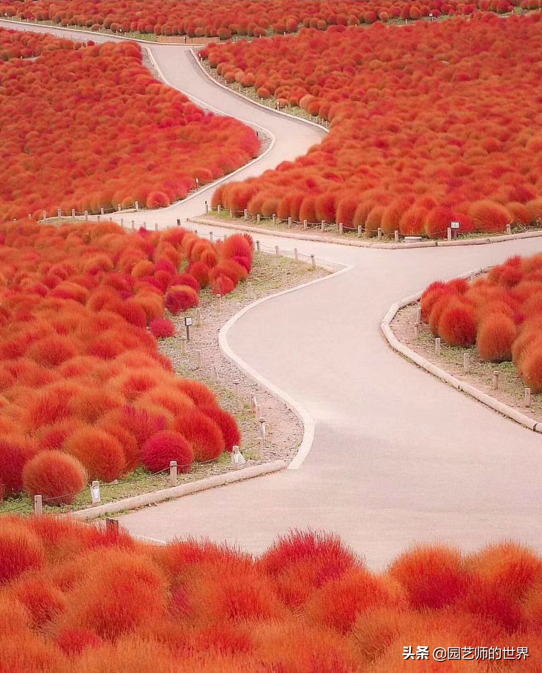 红色地肤草的种植方法,红地肤怎么养