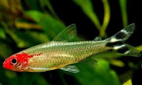 草缸灯鱼专用灯,草缸专用灯防太阳