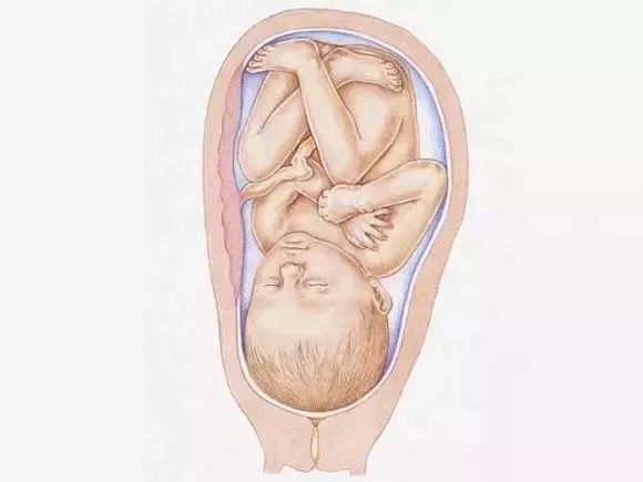 1-40周胎儿发育营养过程图,1-40周胎儿发育孕妈饮食