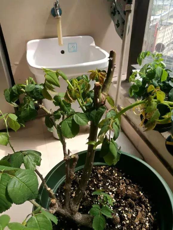 花儿蔫得快怎么回事,花儿都蔫儿了怎么办