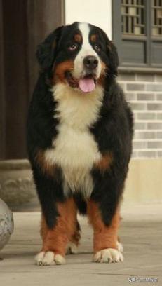 金毛禁养犬名单曲靖,曲靖麒麟区城区养犬标准规定