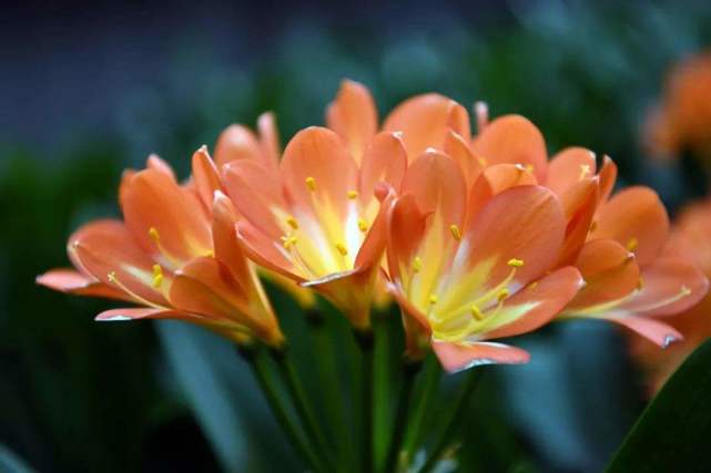 喜欢养君子兰的男人,家庭养君子兰