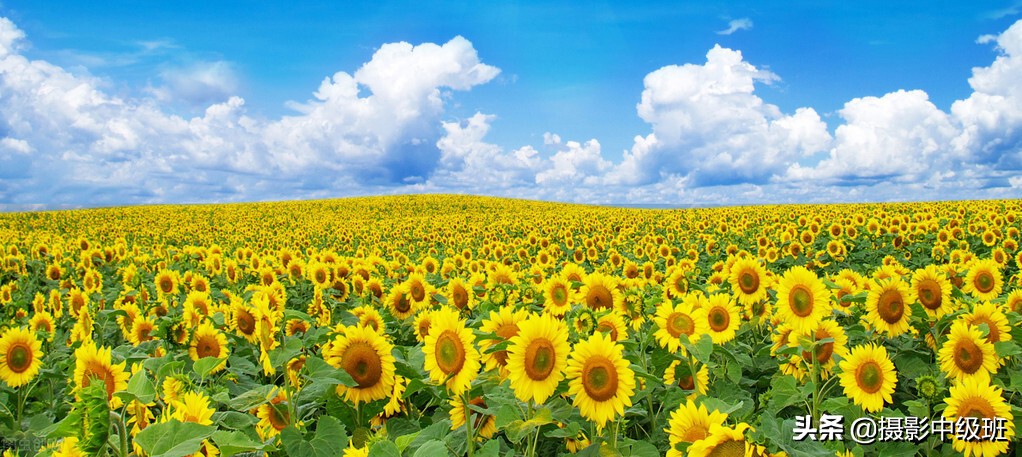 拍向日葵的教程,向日葵拍花技巧