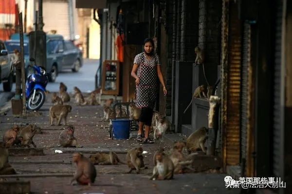 泰国疫情猴子,泰国猴子抗击疫情视频