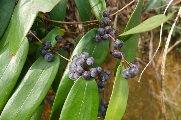 烧仙草里的黑色是凉粉还是龟苓膏,一分钟了解你的五行
