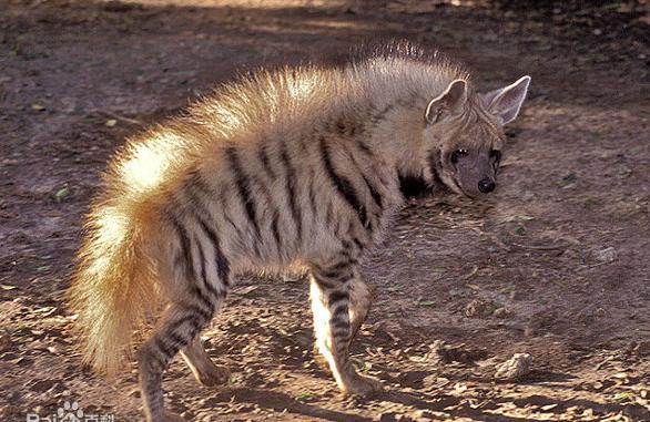 山海经中哪些是人类发现的,山海经中哪些真实存在的生物