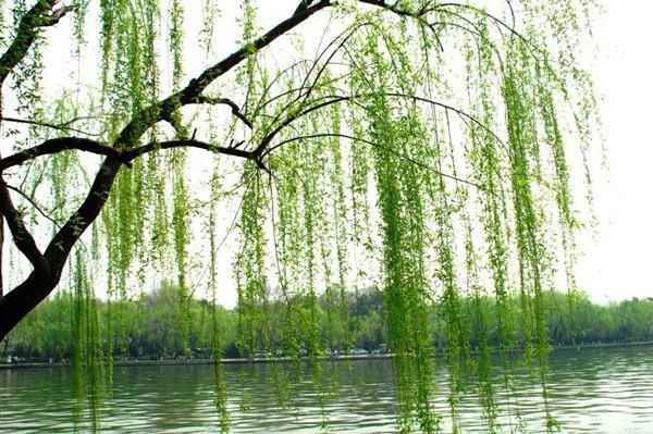 要说春天什么最美丽？那必然是贺知章笔下的柳树，形象又生动