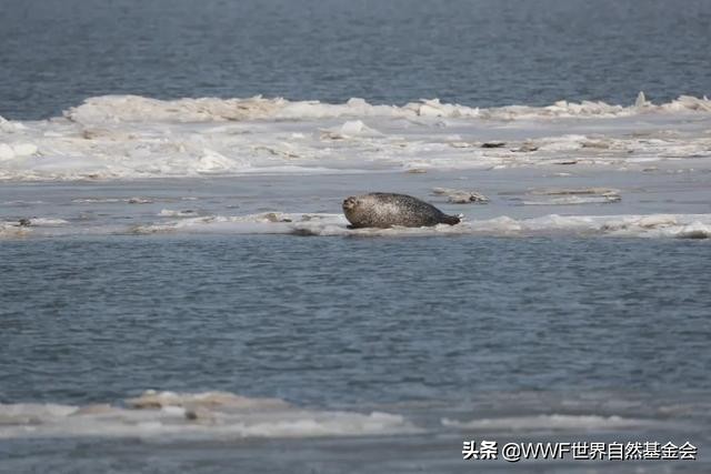 大连海兽馆,大连海兽