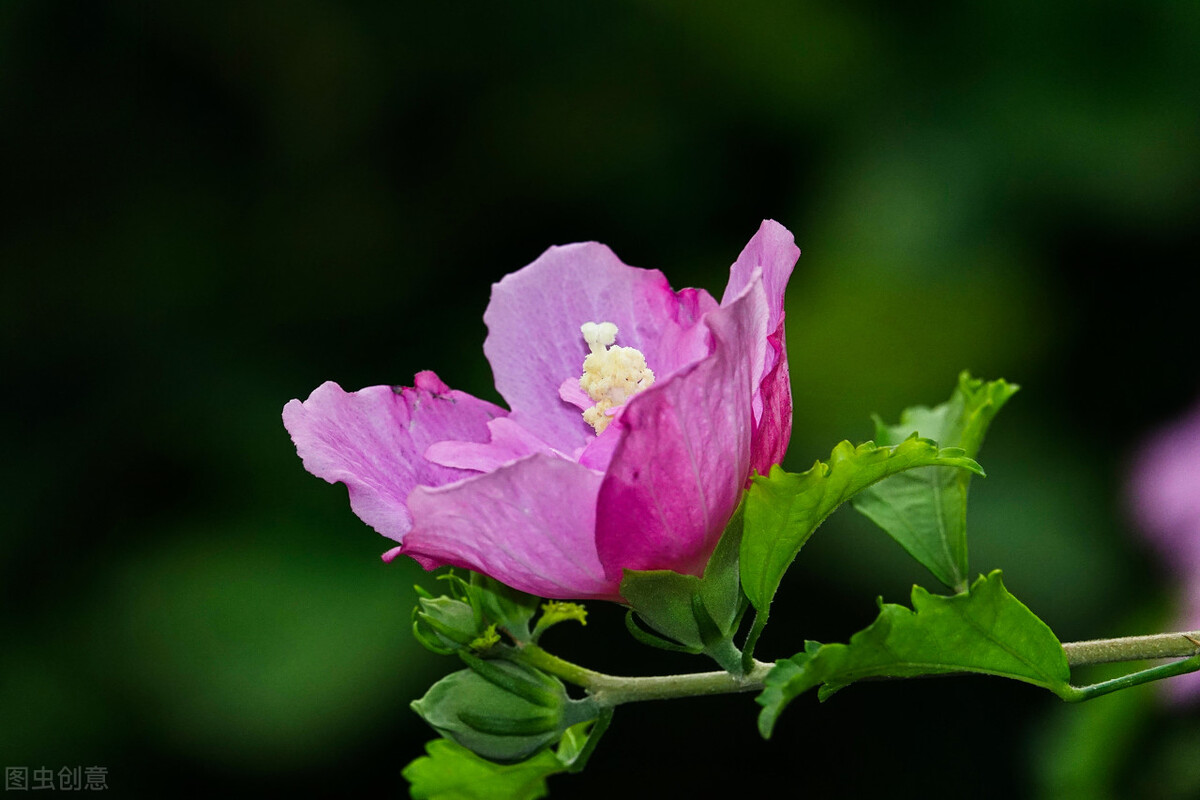 养什么植物晒不死又不怕冻,北方冬天适合养的花草耐寒耐冻