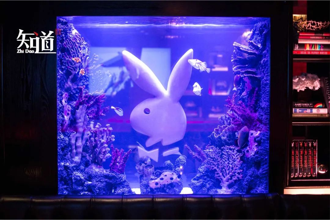 棣欐腐鑺辫姳鍏瓙鏉傚織鍋滃垔,鑺辫姳鍏瓙鏉傚織鎬婚儴瀹e竷鍋滃垔