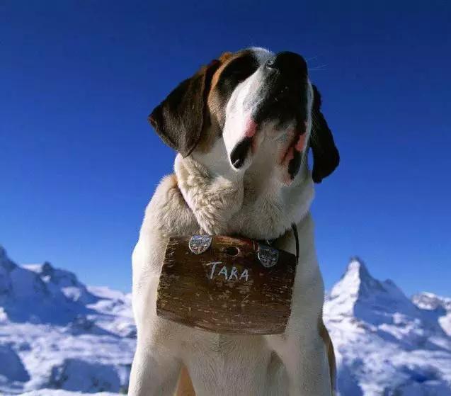 45种狗狗,45种狗狗很难得一见你认识几种