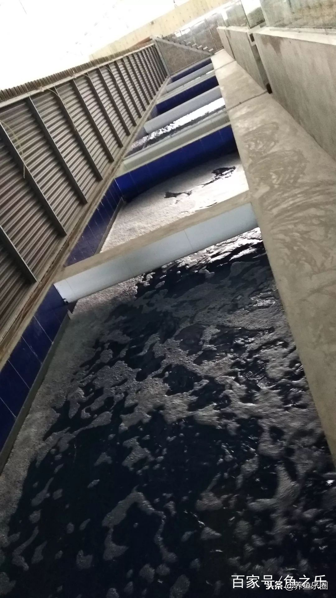 这位土豪家的渔场,光滤材就花了500多万,你确定不要见识一下?