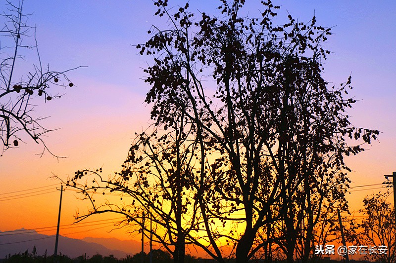 秋天家门口的柿子美景图,秋天的柿子是思乡的柿子
