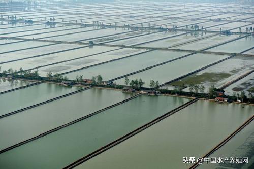 2021年螃蟹养殖一亩地赚多少钱,养殖一亩地母螃蟹的利润