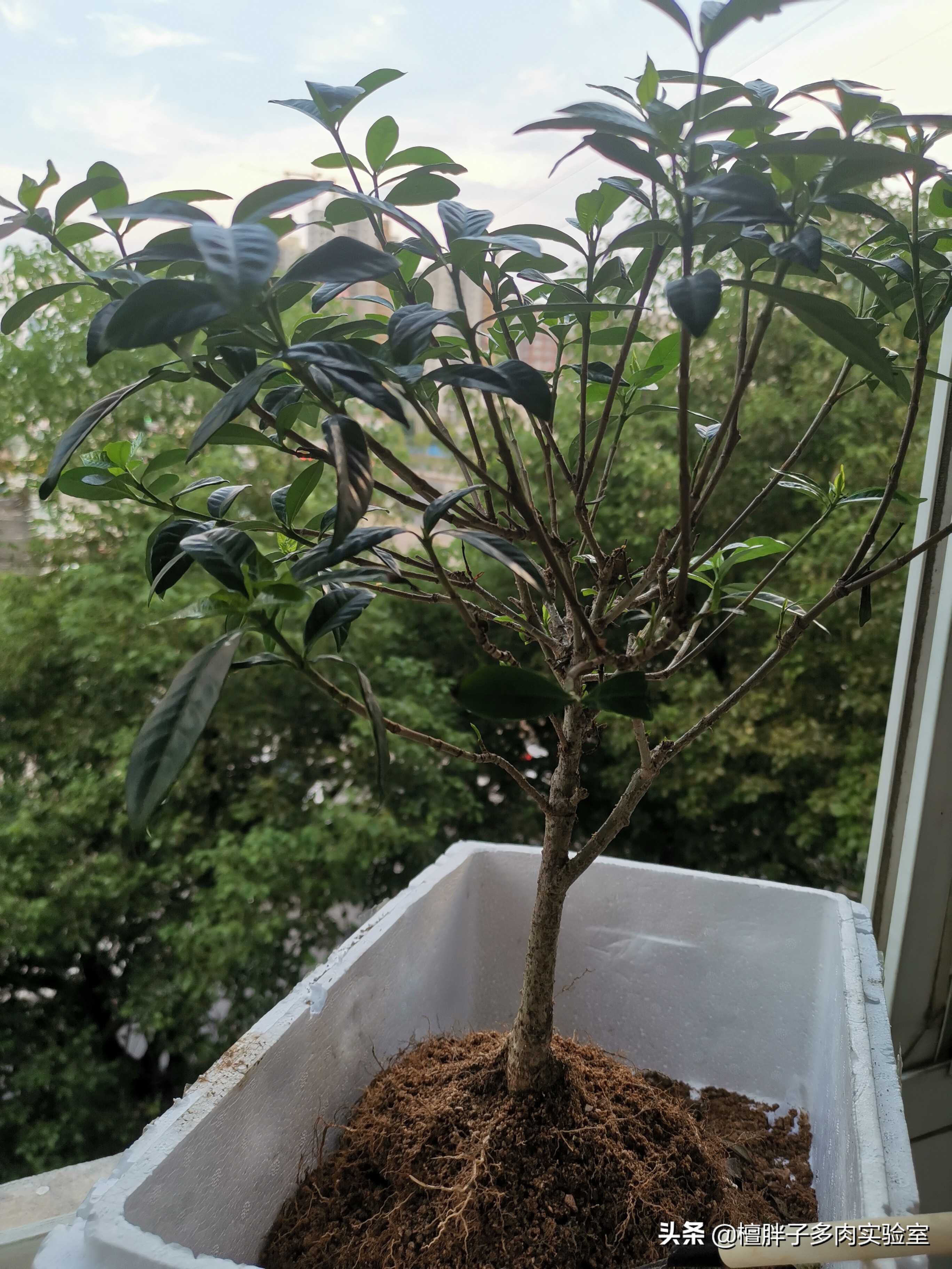 栀子花叶片发黑花苞脱落怎么办,栀子花叶片突然枯萎