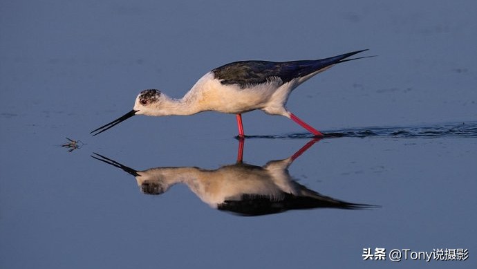 鸟类的拍摄技巧,鸟类摄影要掌握这些技巧知识