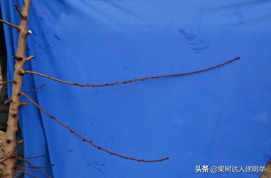 又到了一年的种植桃树的季节,一年桃树5月份修剪的正确方法