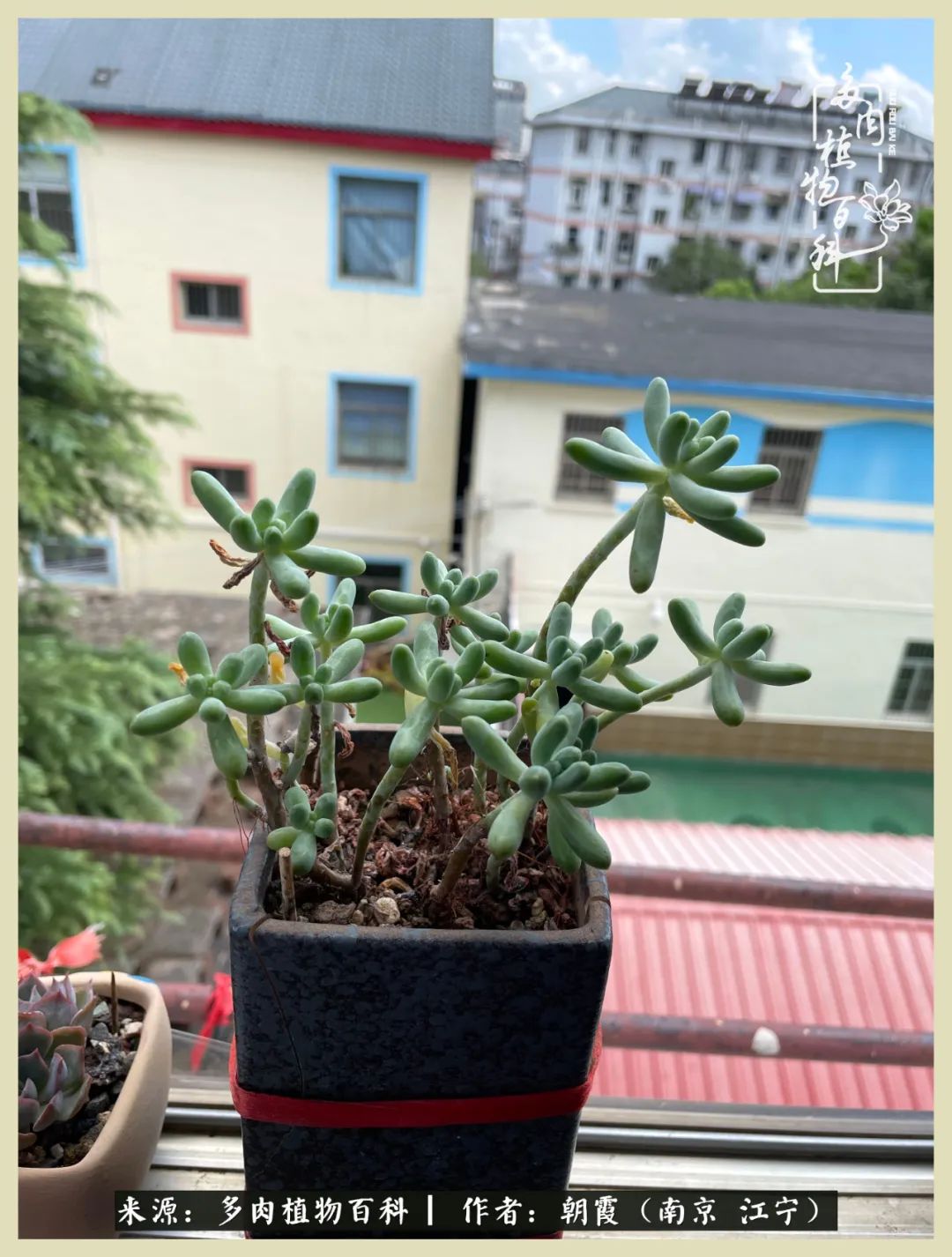 多肉最美的飘枝品种,多肉最美老桩