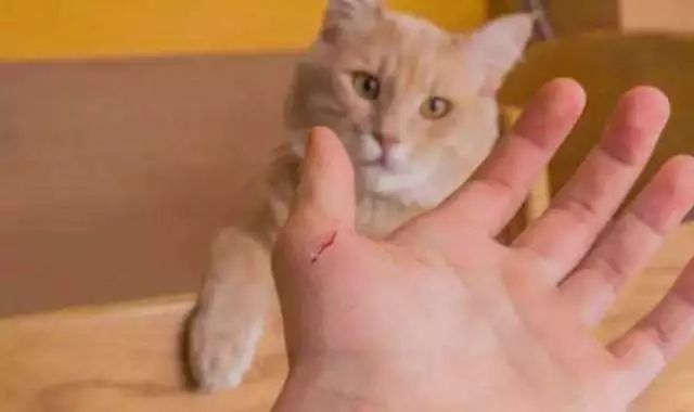 两只猫猫打架怎么处理,家里的两只猫总是打架