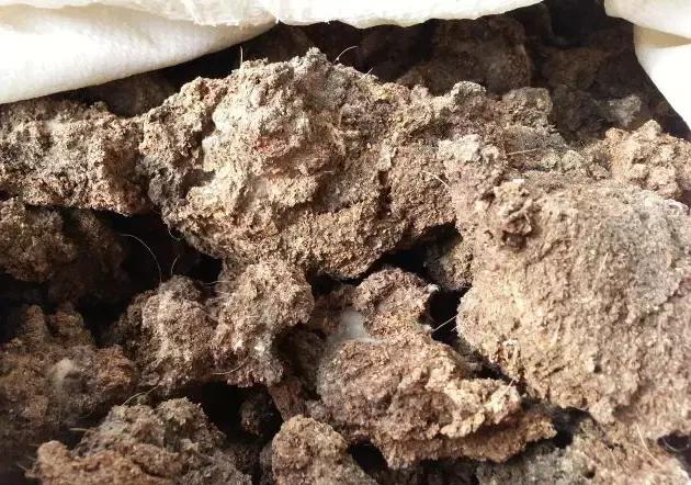 羊粪鸡粪和猪粪哪个效果最好,猪粪鸡粪牛粪羊粪哪个好