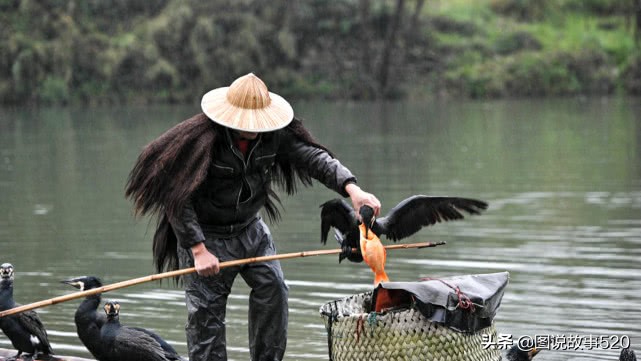 鱼鹰入水抓鱼,鱼鹰抓鱼有多厉害