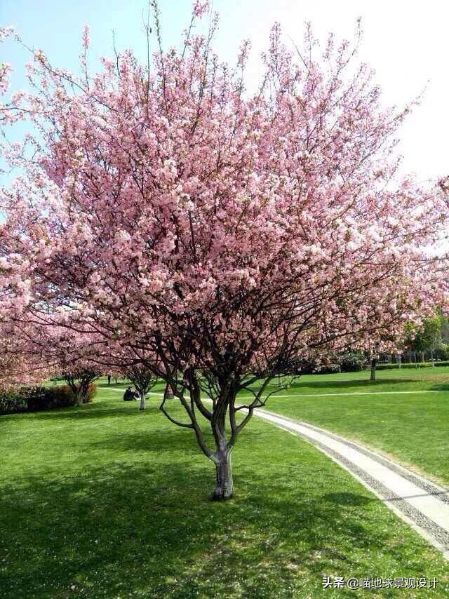 适合南方庭院种植100种花树,16种耐寒的庭院花卉植物