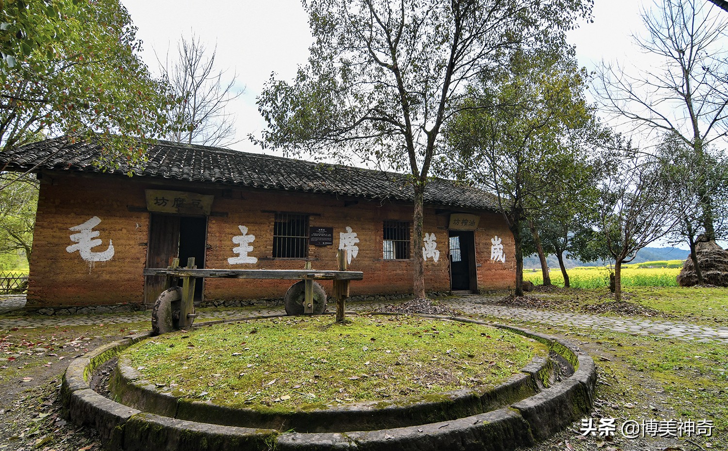 都知严田有棵救皇帝的樟王，却不明那七星伴月是何意，一图见真相