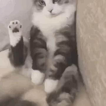 猫咪的神奇开关,猫咪身上的神奇小开关