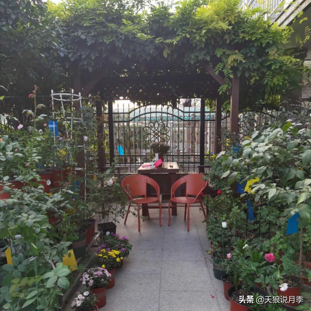 不用再羡慕别人家的院子,庭院养护全攻略