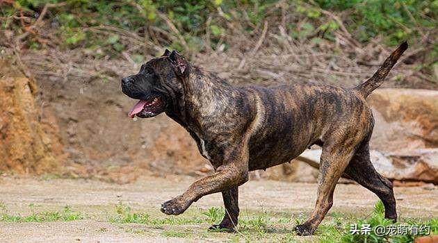 世界上最凶猛的，当仁不让的王者，是加纳利犬，还是那不勒斯獒犬